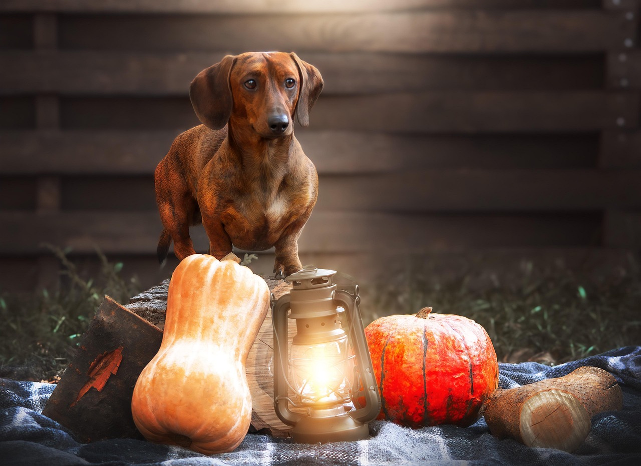 Puppy Training – Image 3