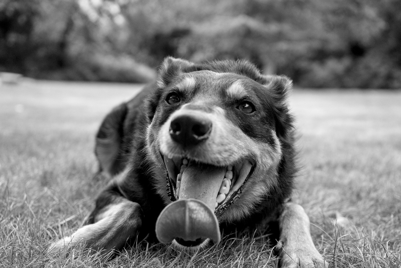 Behavioral Dog Training – Image 2