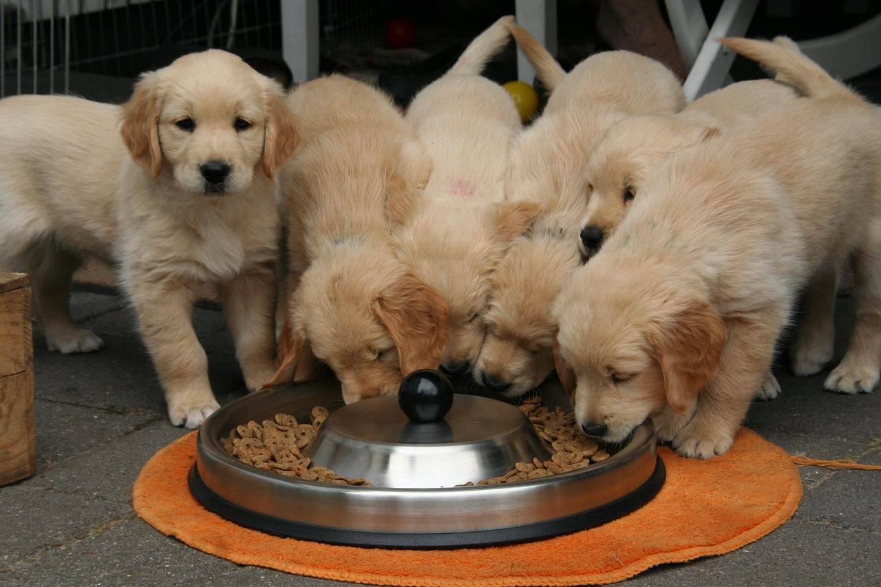 Dog Health & Nutrition – Image 4