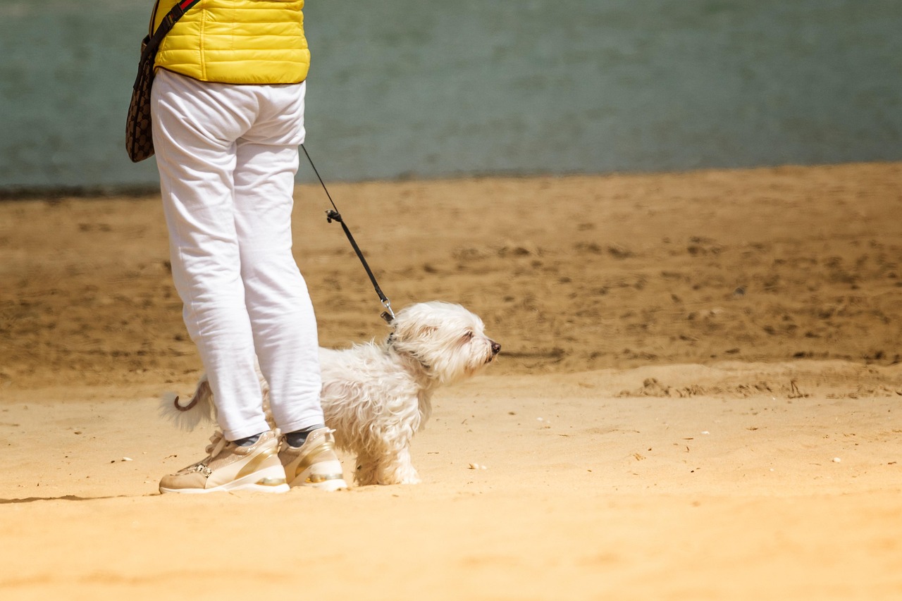 Puppy Training – Image 3