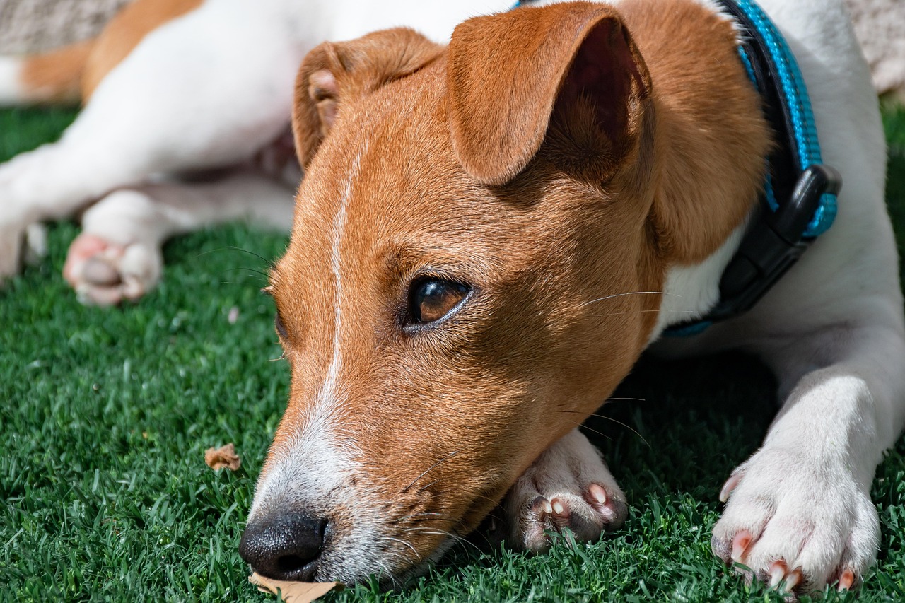 Puppy Training – Image 2