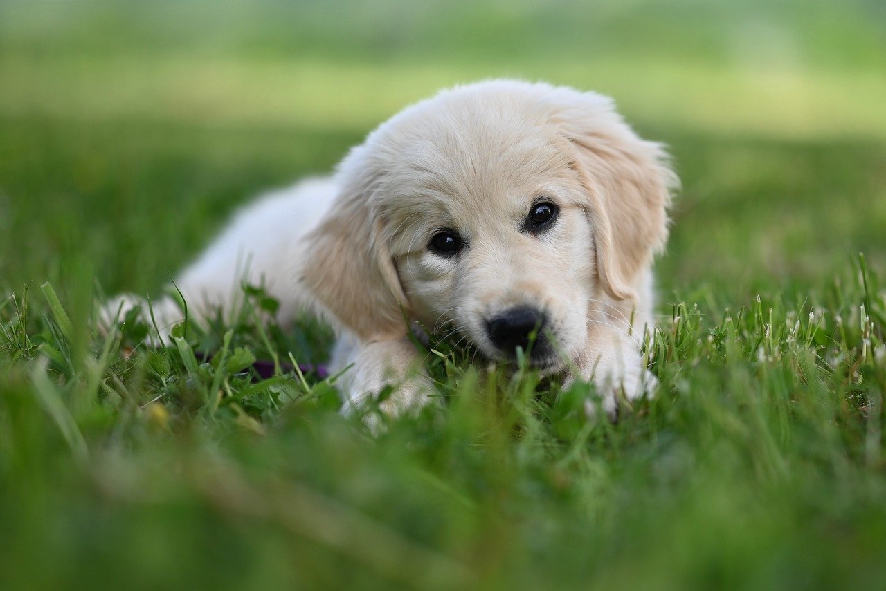 Dog Health & Nutrition – Image 4