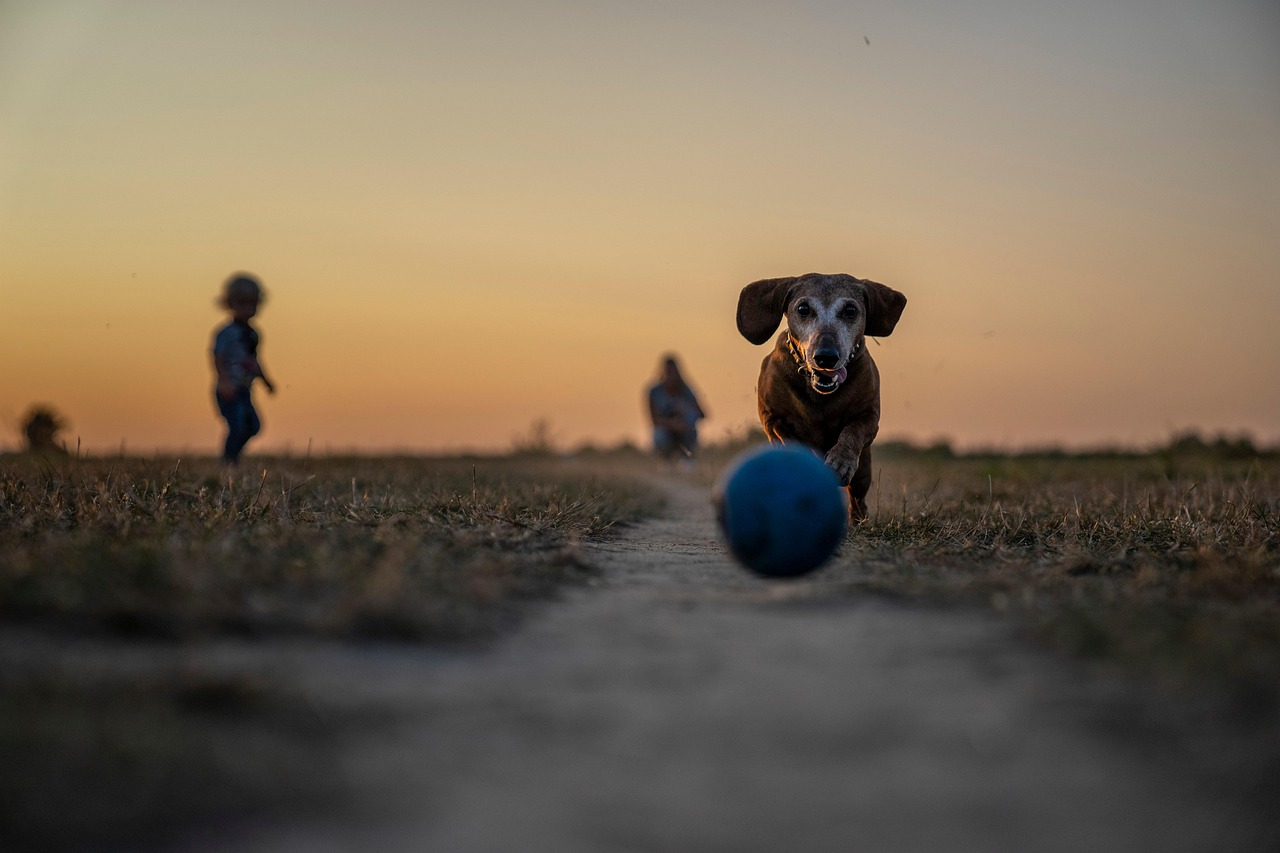 Advanced Dog Training – Image 2