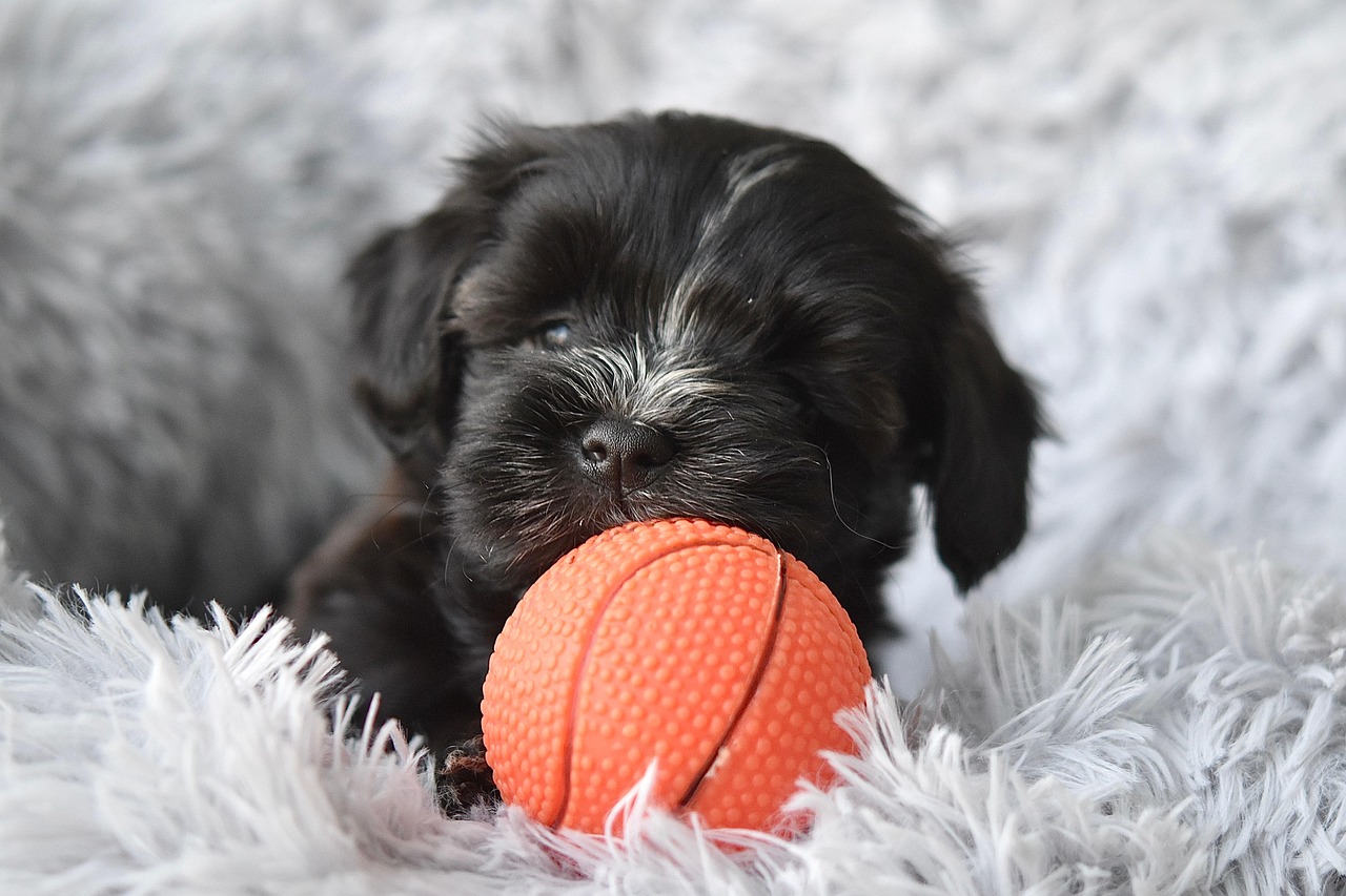 Dog Health & Nutrition – Image 3