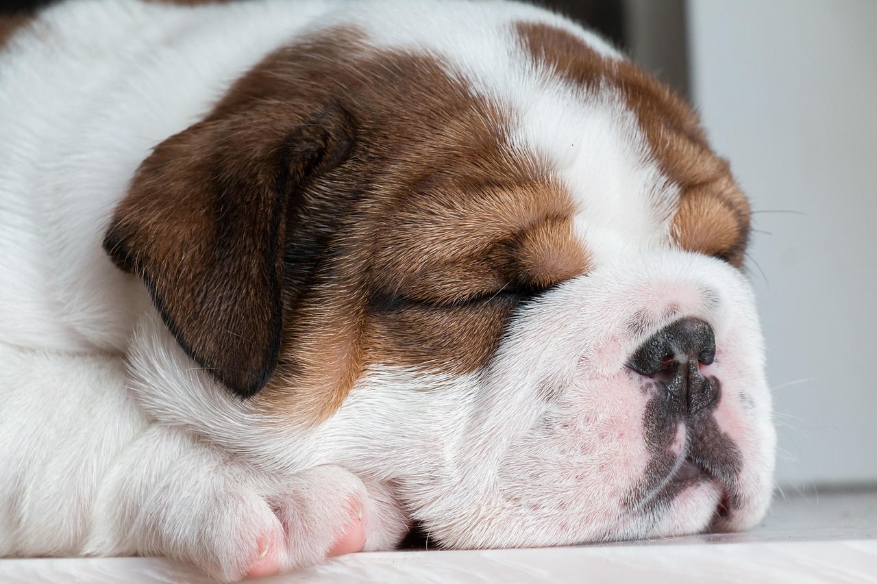 Behavioral Dog Training – Image 3