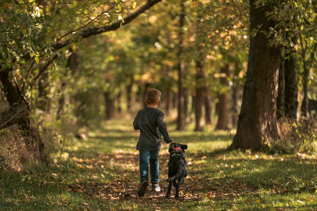 Puppy Training – Image 3