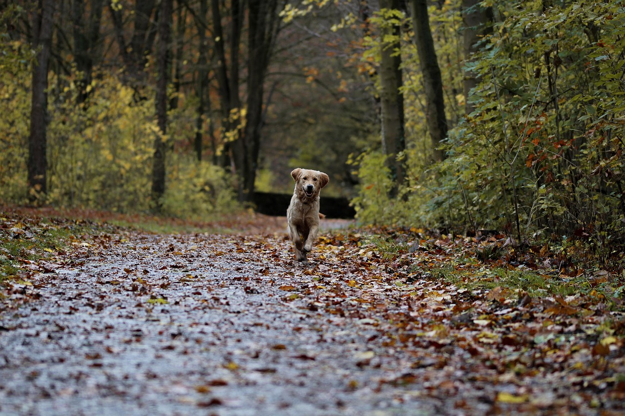 dog training – Image 1
