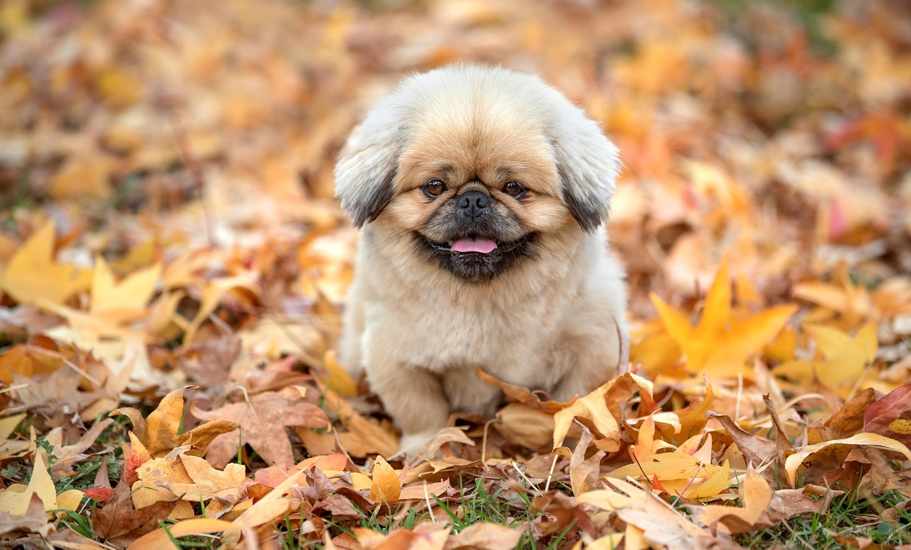 Behavioral Dog Training – Image 3