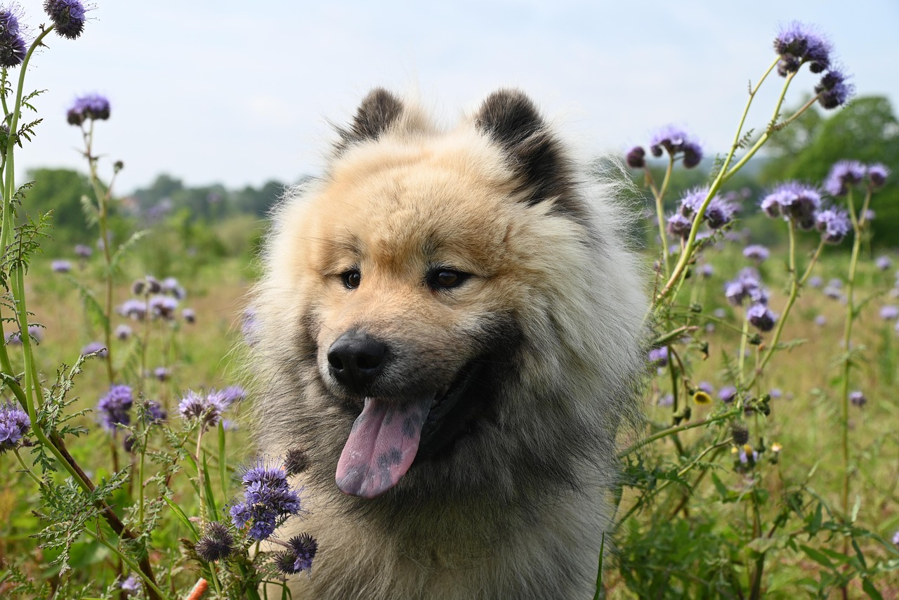 Dog Health & Nutrition – Image 2