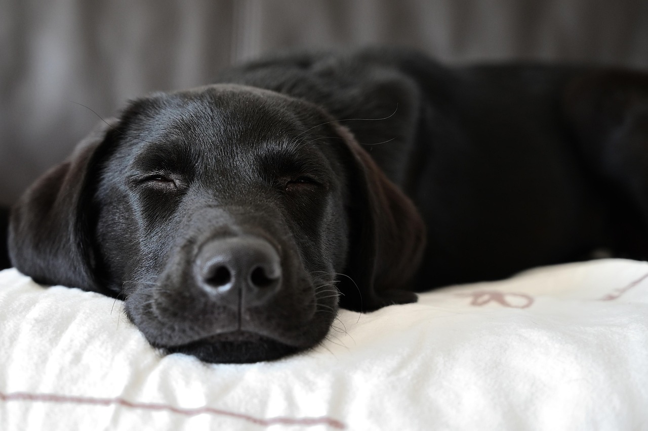 Puppy Training – Image 4