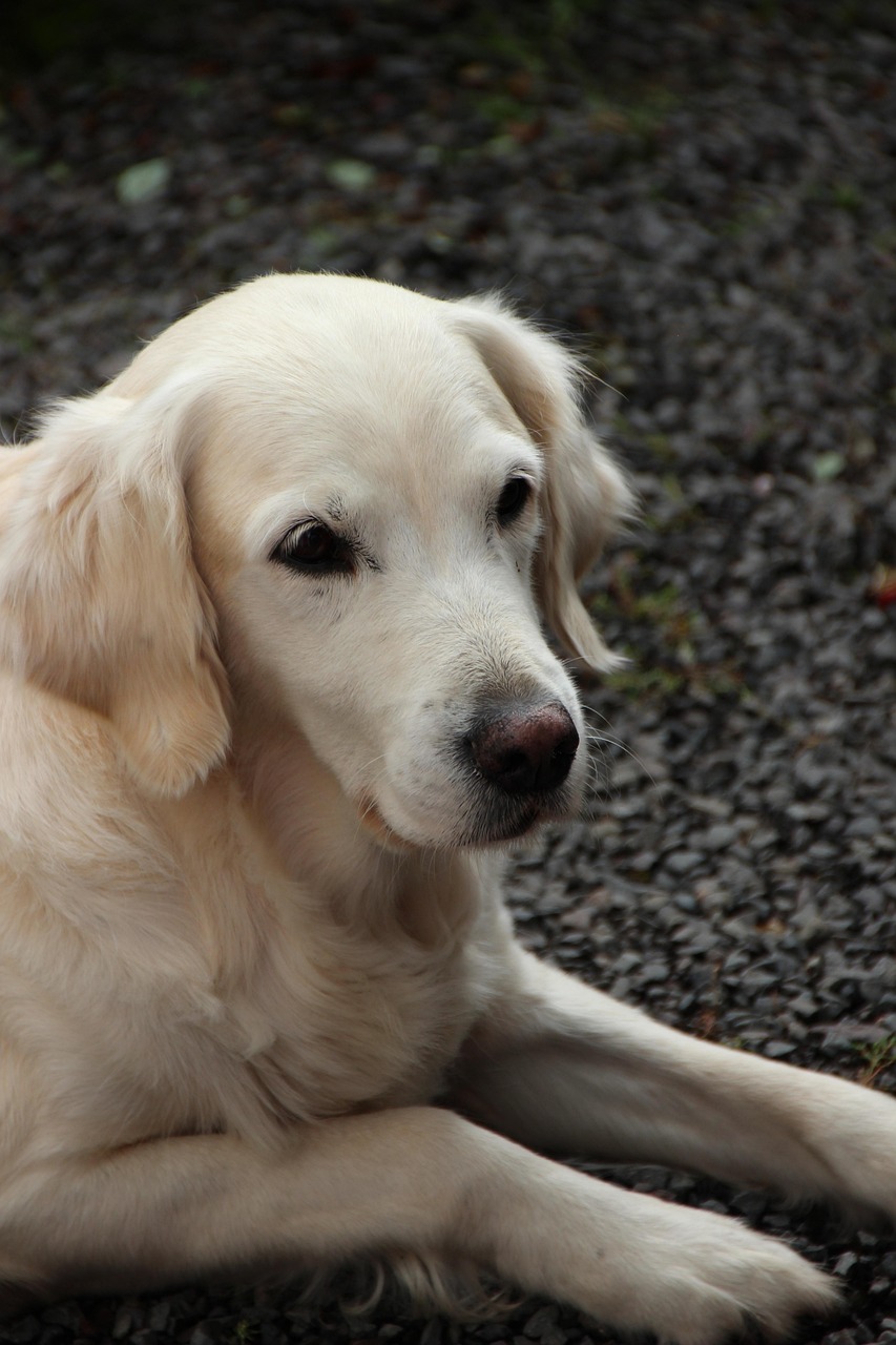 Dog Health & Nutrition – Image 4