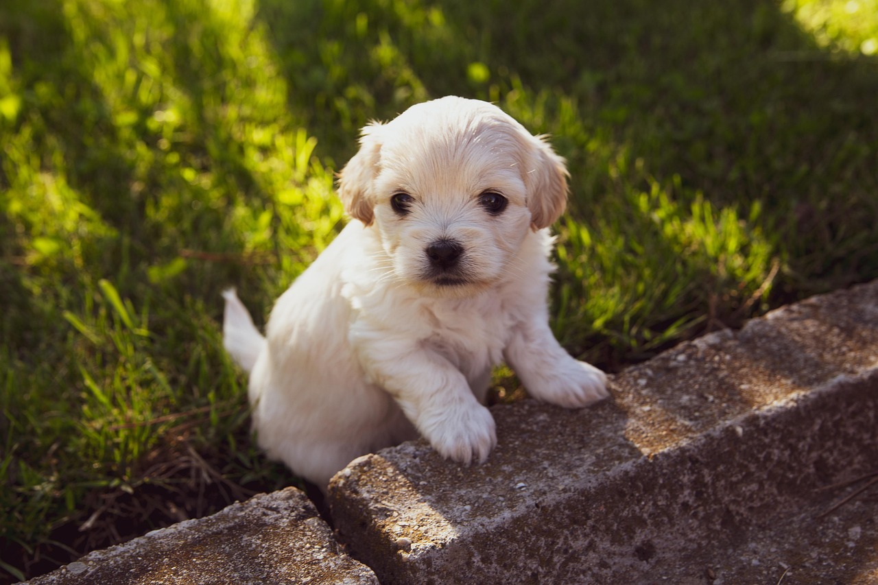 Dog Health & Nutrition – Image 4