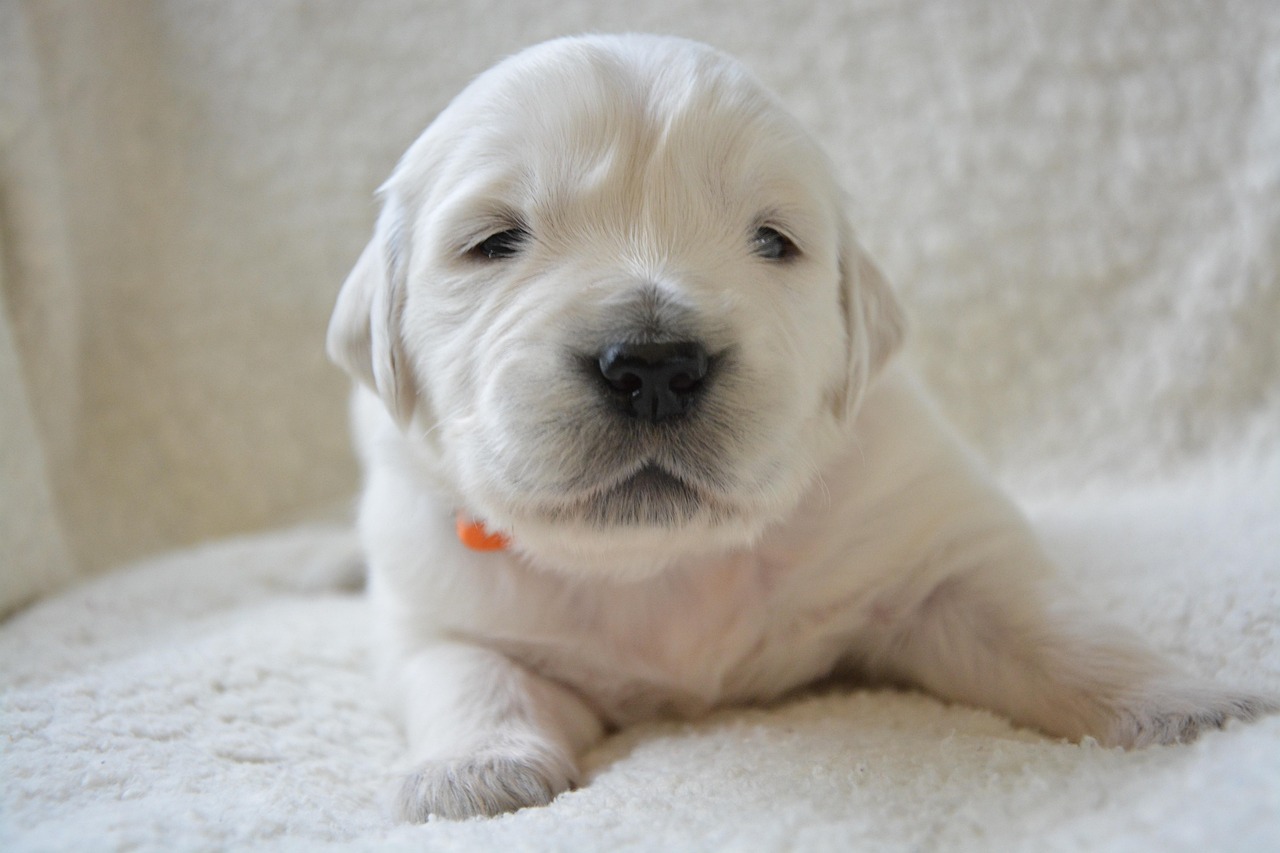 Dog Health & Nutrition – Image 2