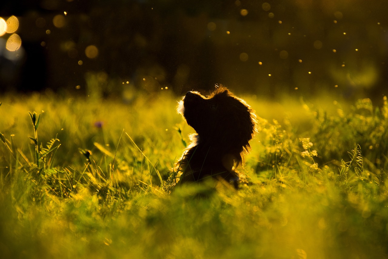 Dog Health & Nutrition – Image 4