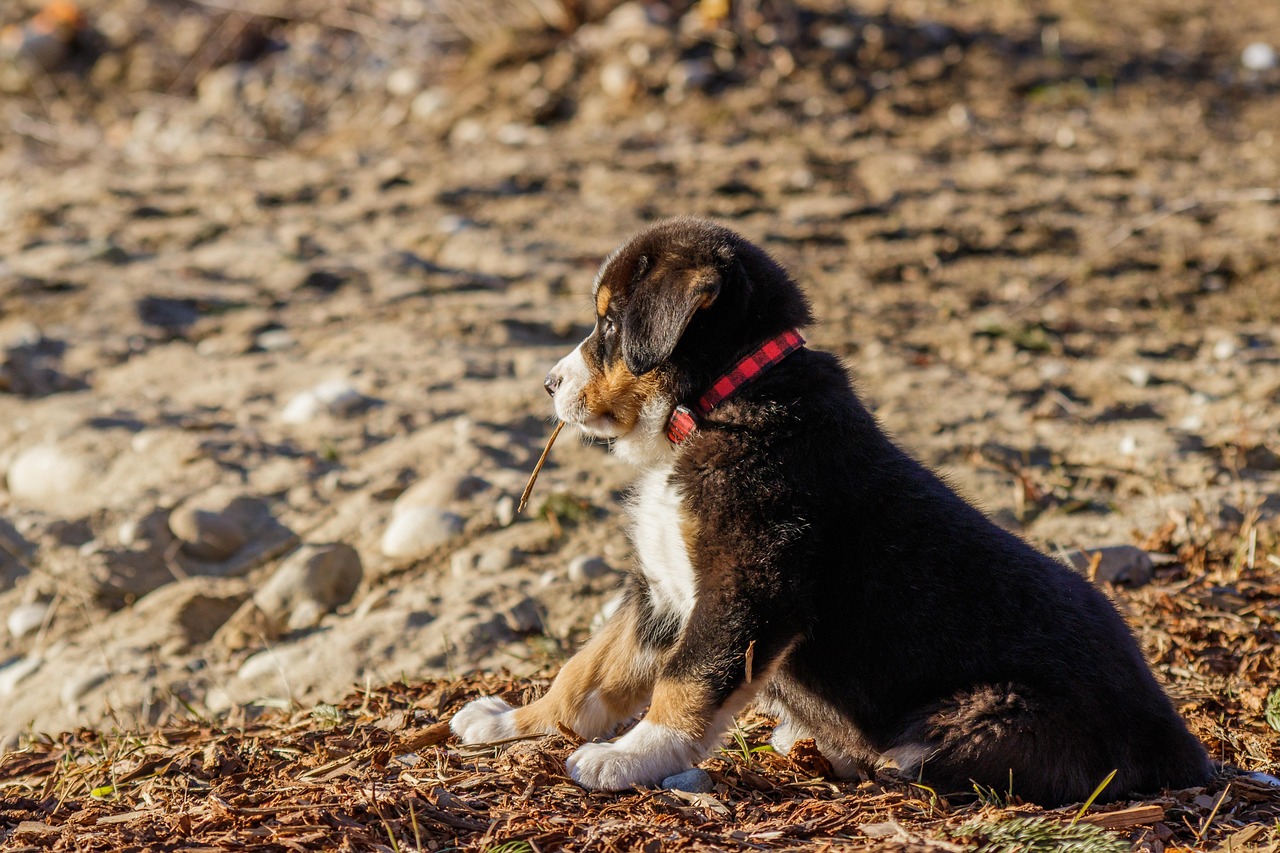 Puppy Training – Image 1