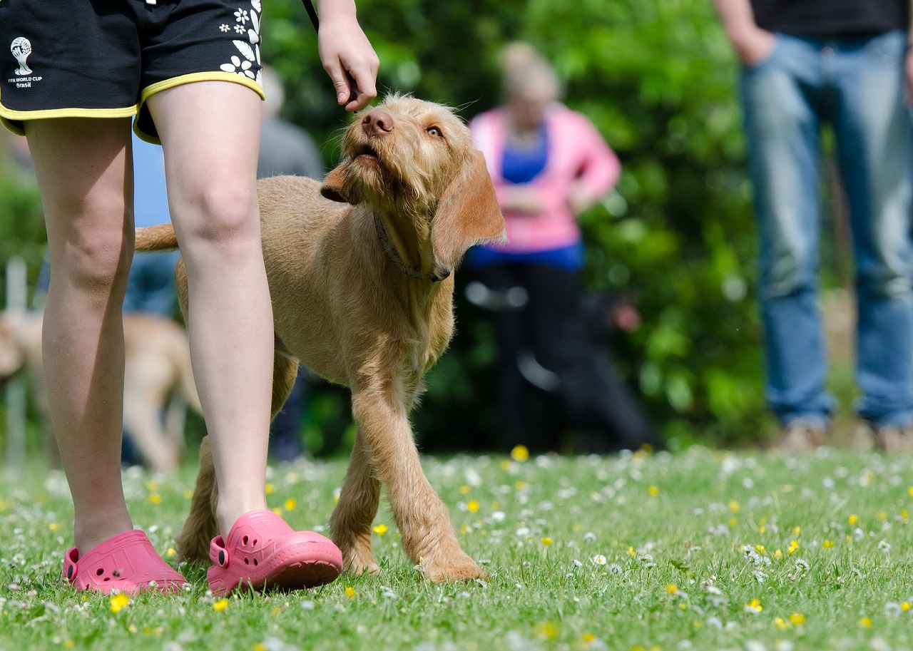 Dog Health & Nutrition – Image 4