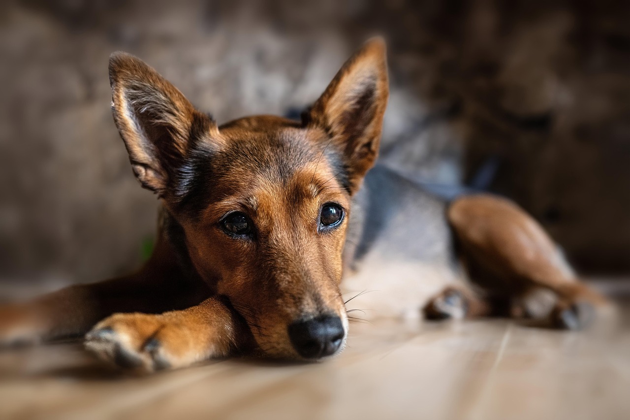 dog training – Image 2