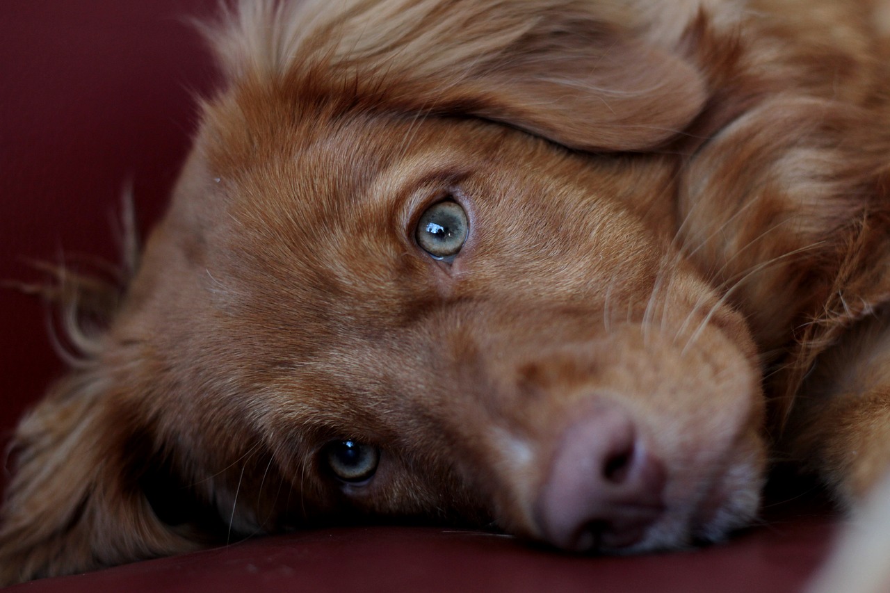 Dog Health & Nutrition – Image 3
