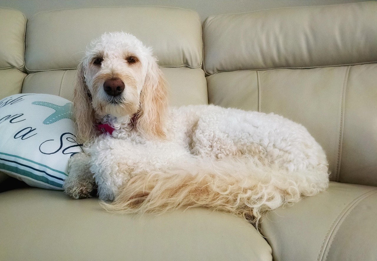 Dog Health & Nutrition – Image 1