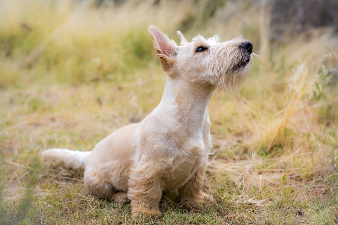 Dog Health & Nutrition – Image 4