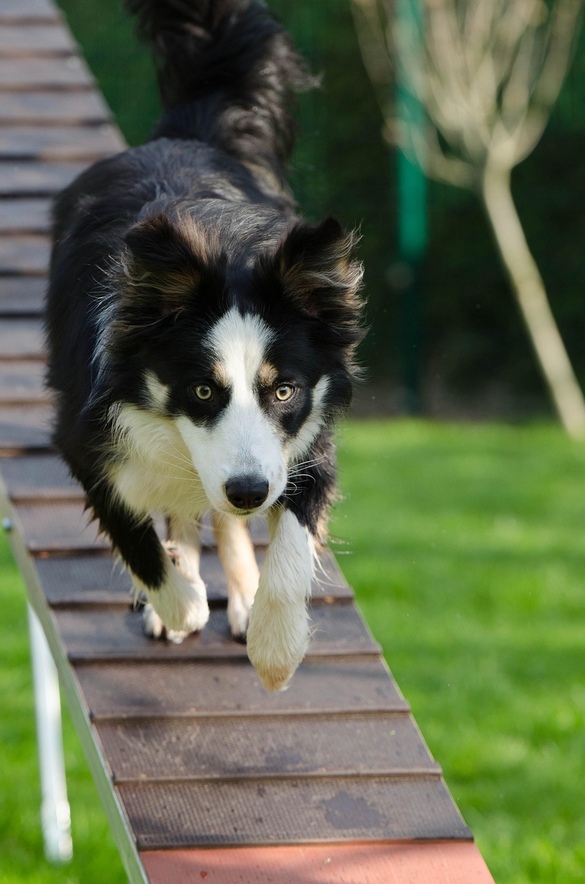 Dog Health & Nutrition – Image 3
