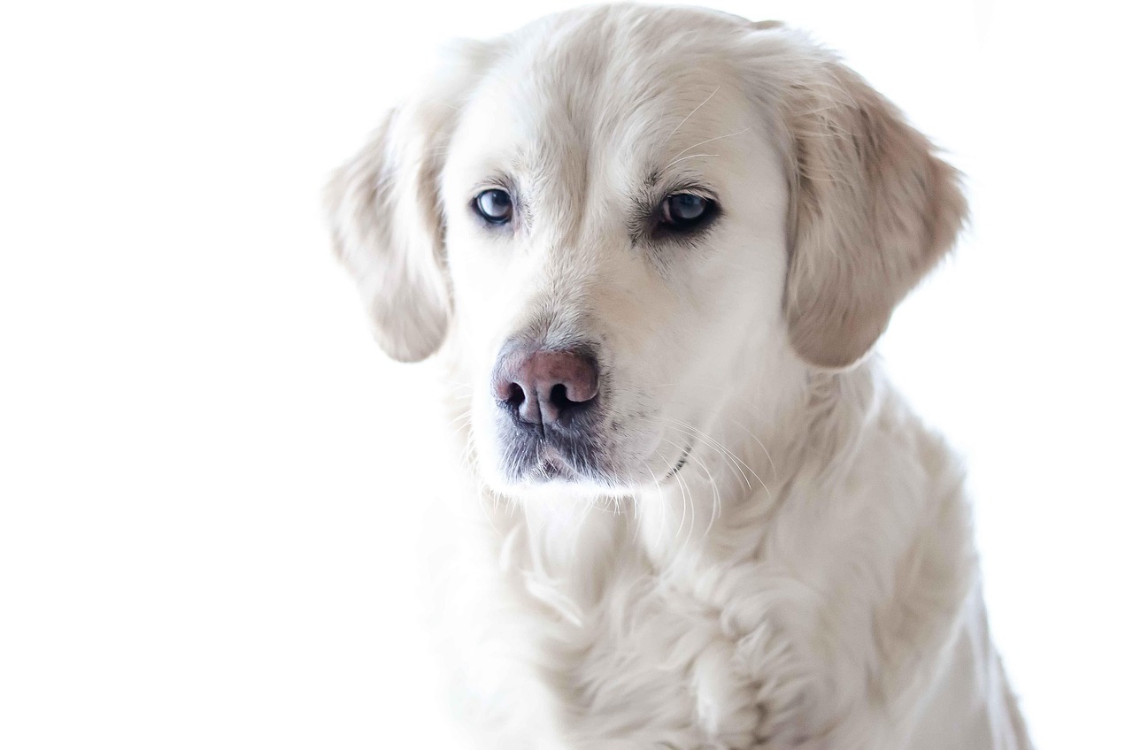Dog Health & Nutrition – Image 2