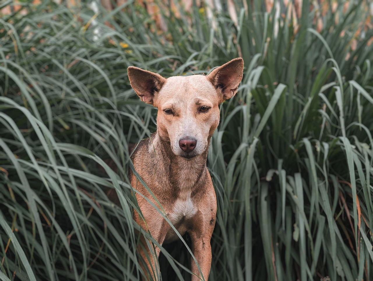 Puppy Training – Image 3