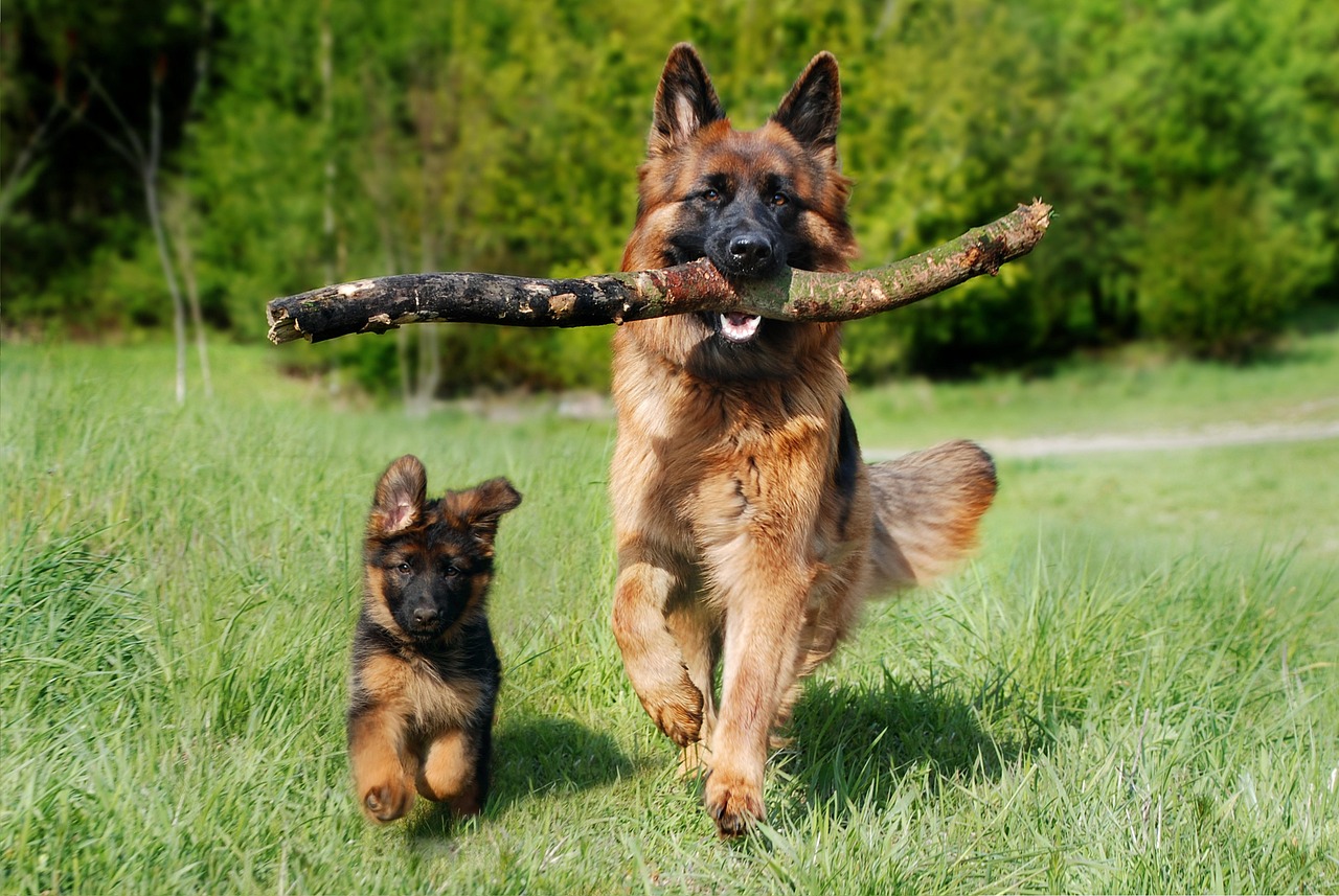Dog Health & Nutrition – Image 2