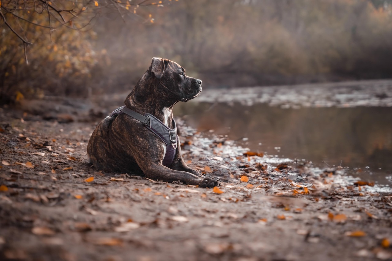 Behavioral Dog Training – Image 2