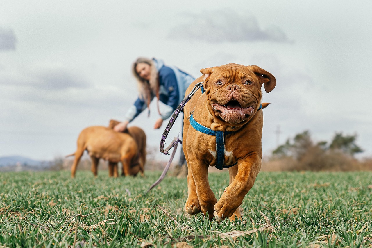 Advanced Dog Training – Image 4
