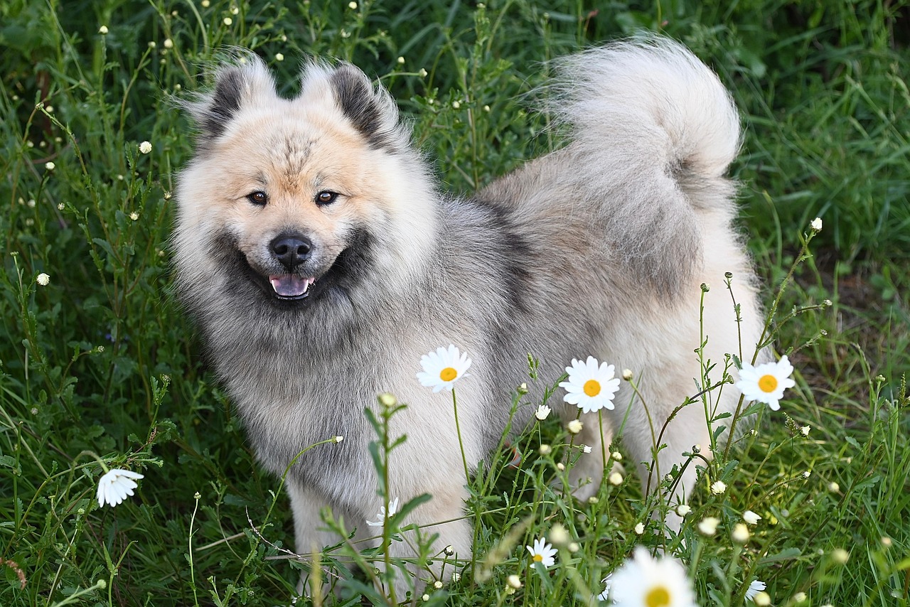 Behavioral Dog Training – Image 3