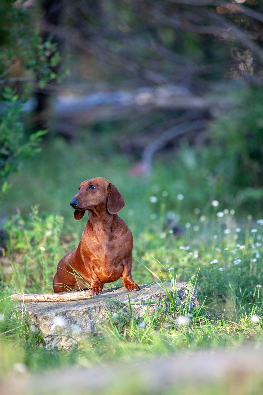 Dog Health & Nutrition – Image 3