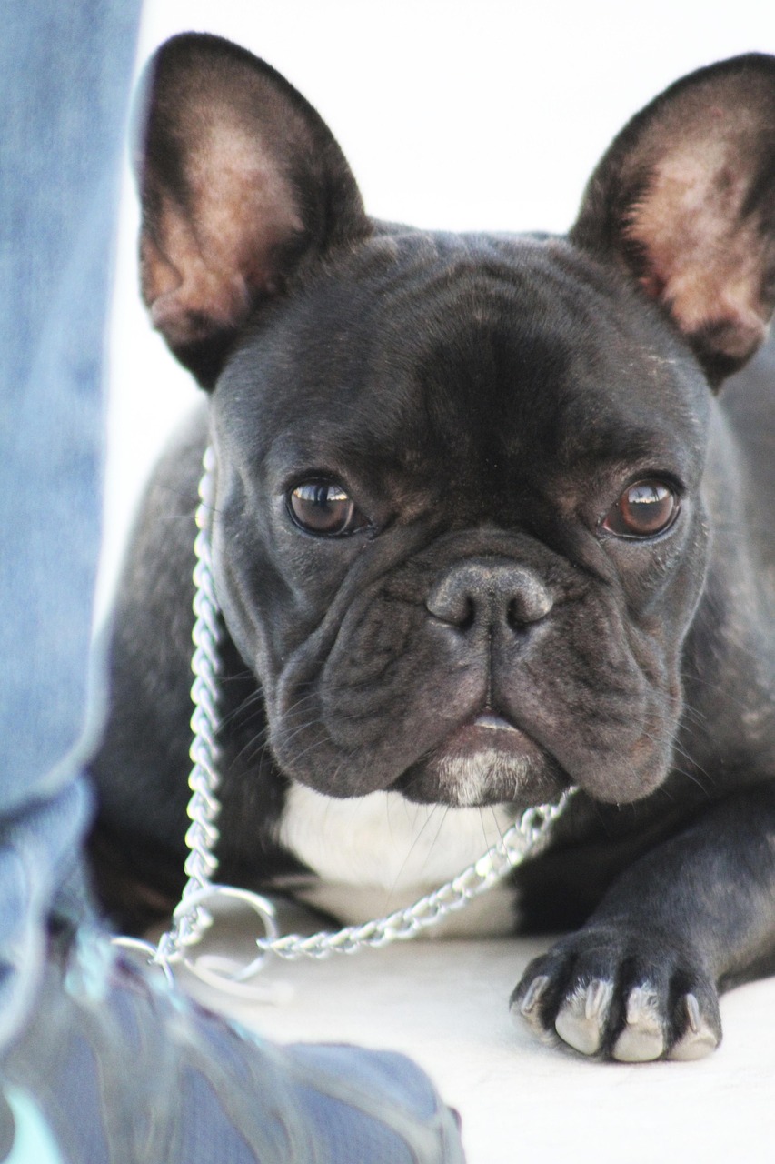 Dog Health & Nutrition – Image 4