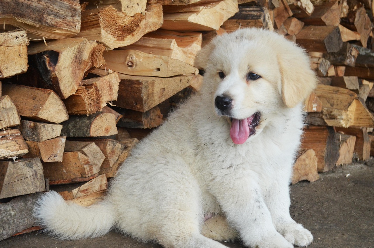 Dog Health & Nutrition – Image 4