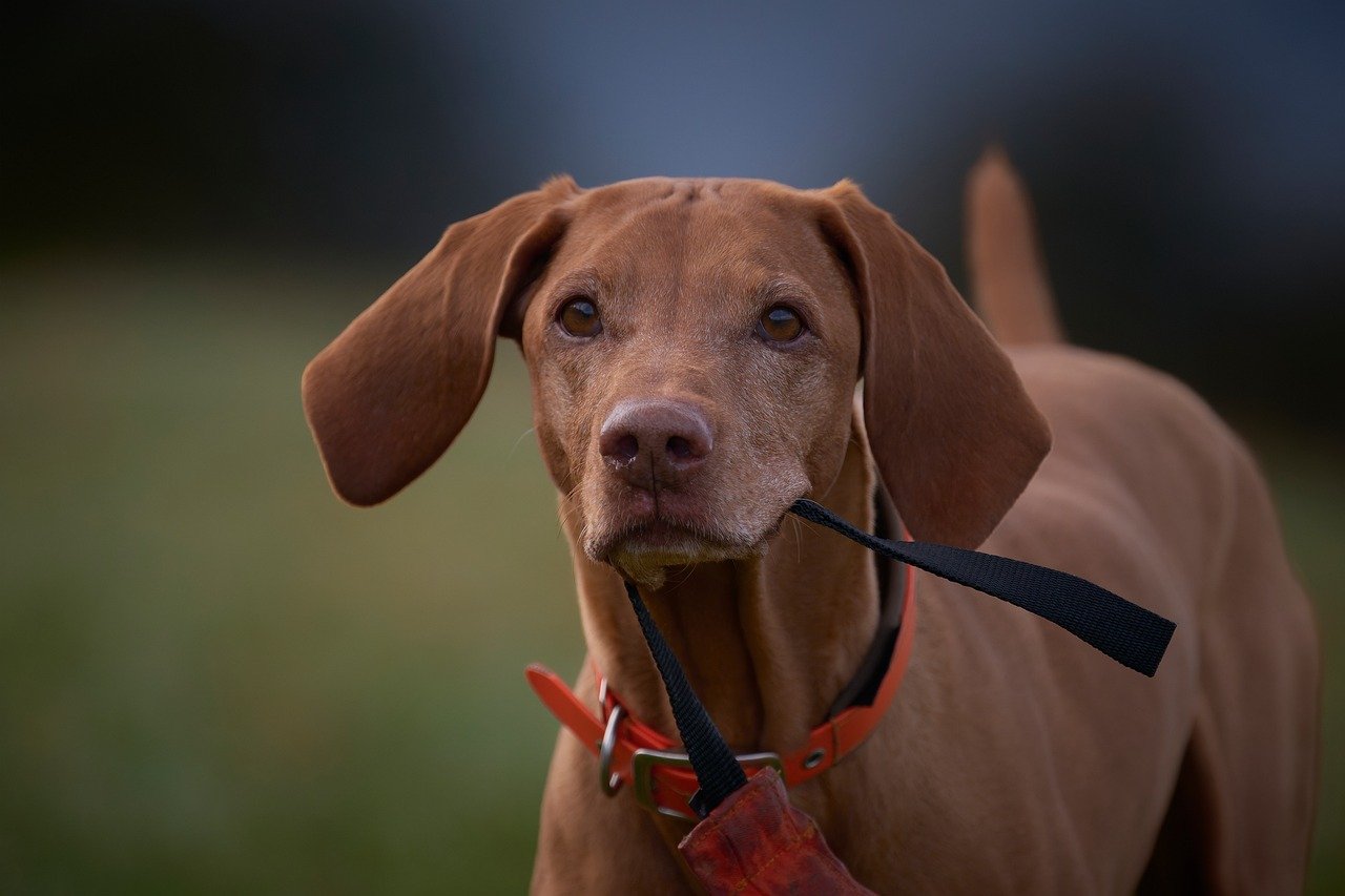 Dog Health & Nutrition – Image 4