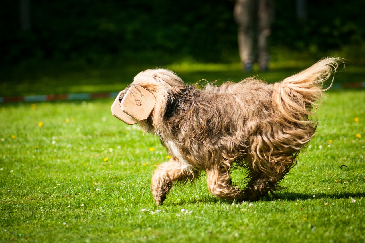 Dog Health & Nutrition – Image 4
