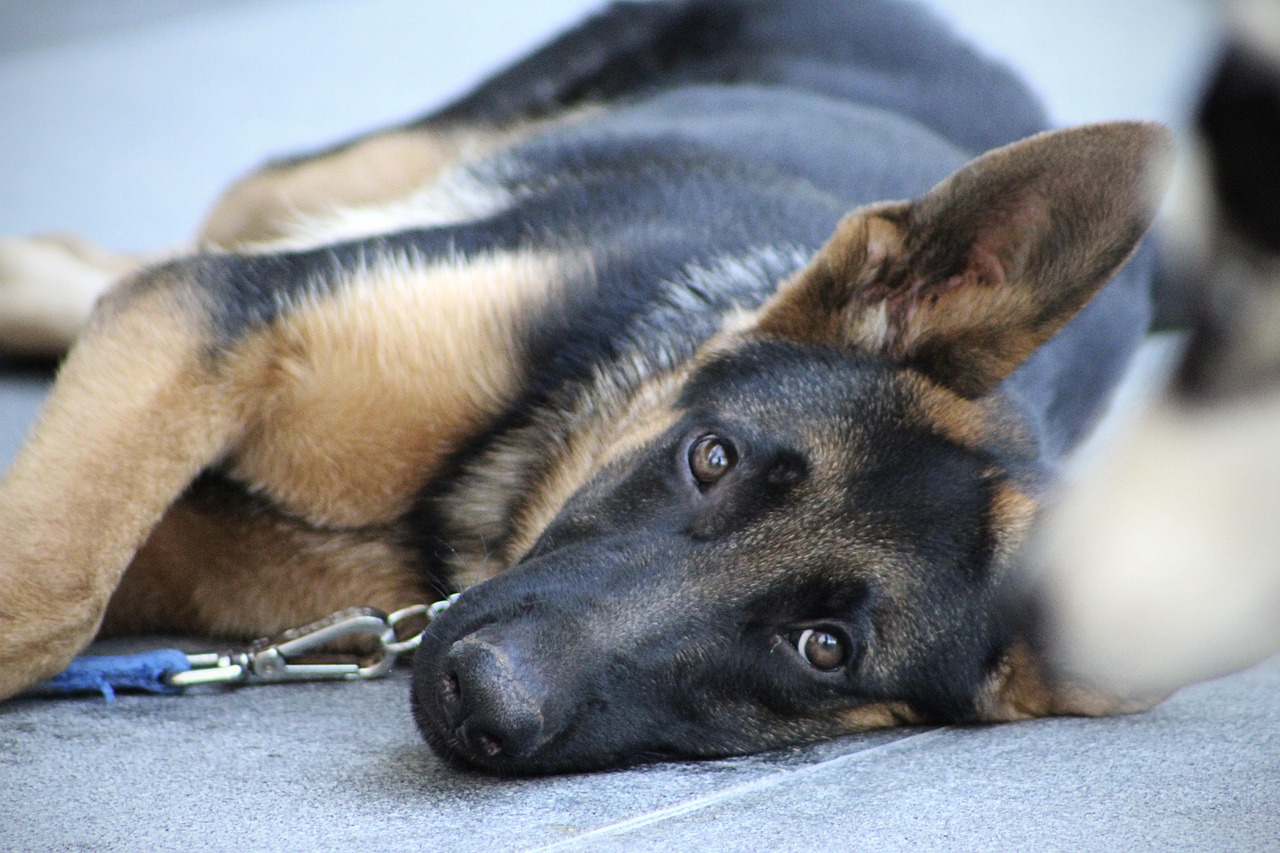 Dog Health & Nutrition – Image 4