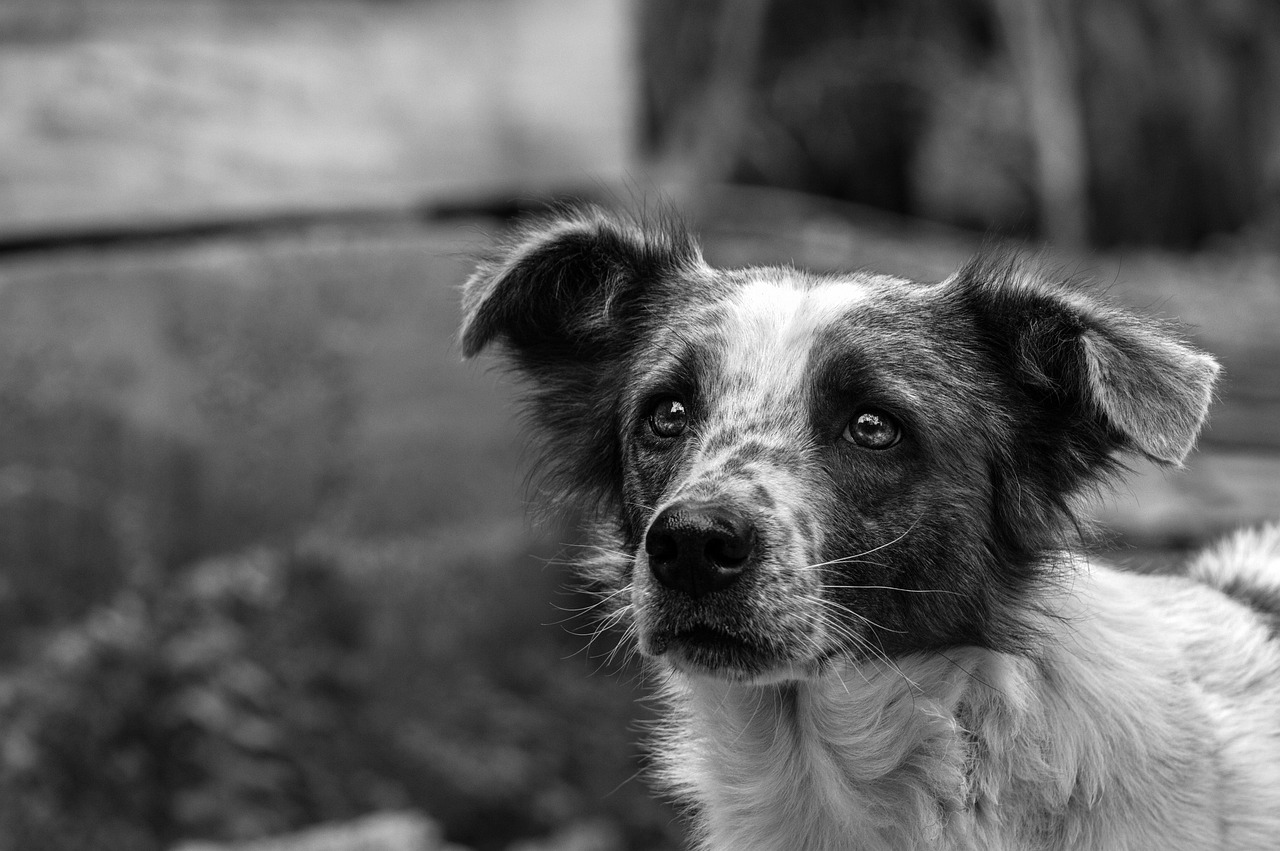 Dog Health & Nutrition – Image 3