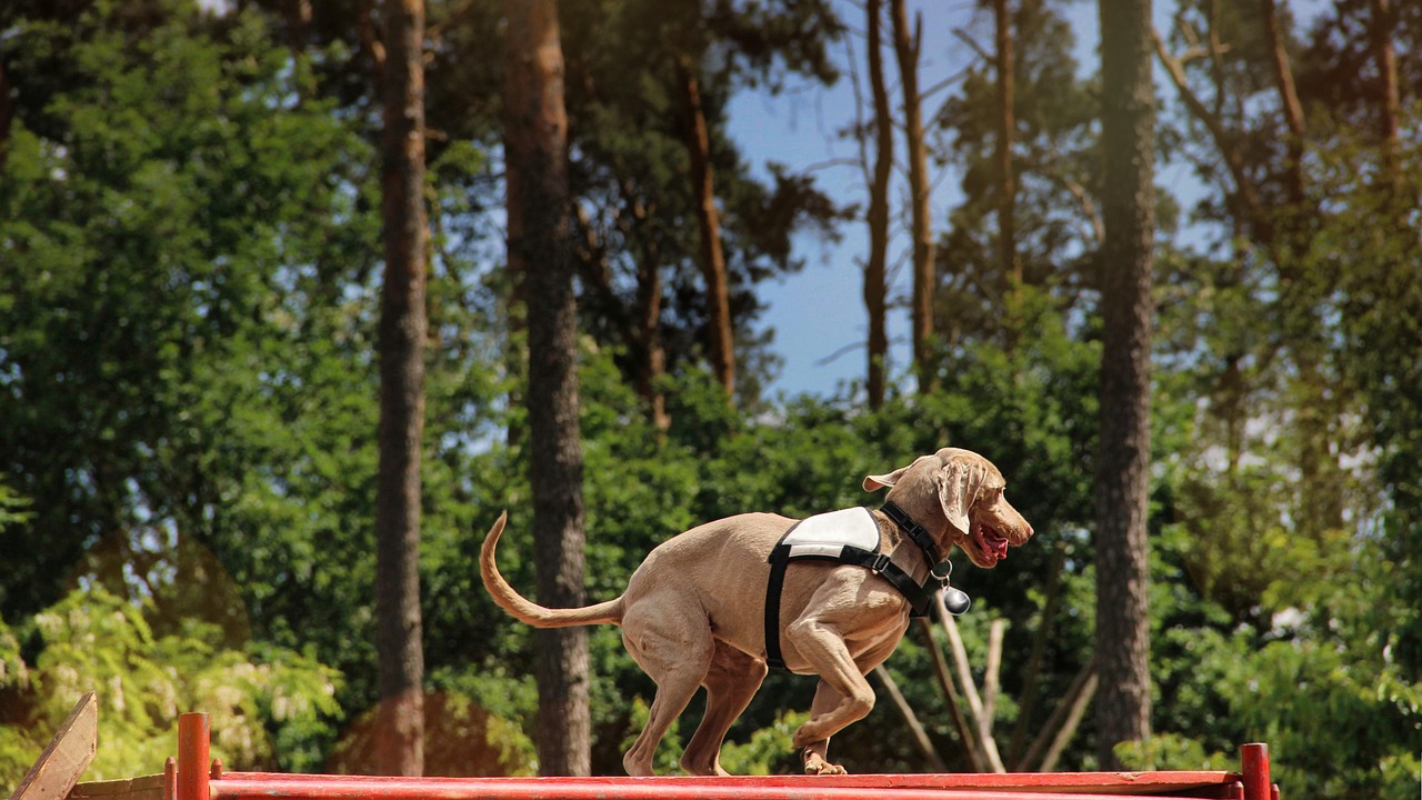 Dog Health & Nutrition – Image 4