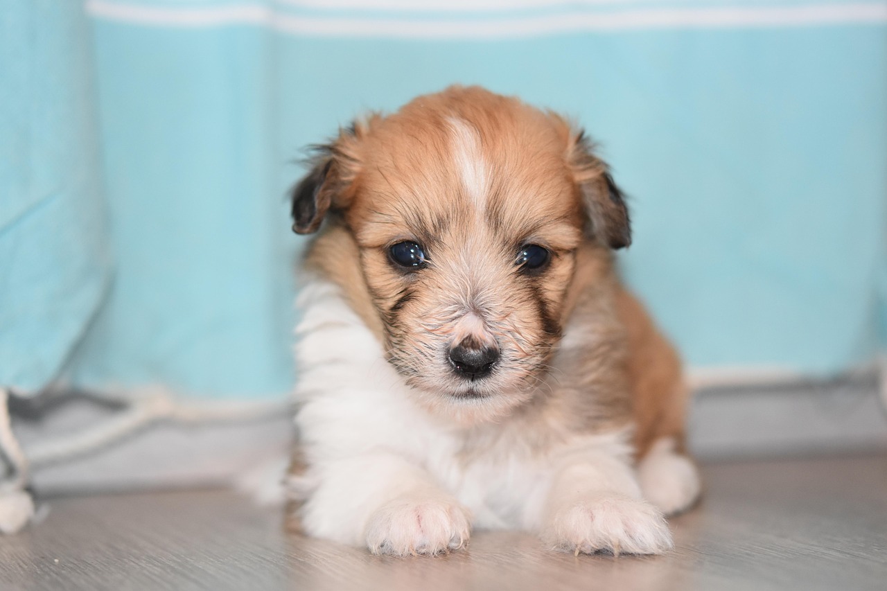 Dog Health & Nutrition – Image 4