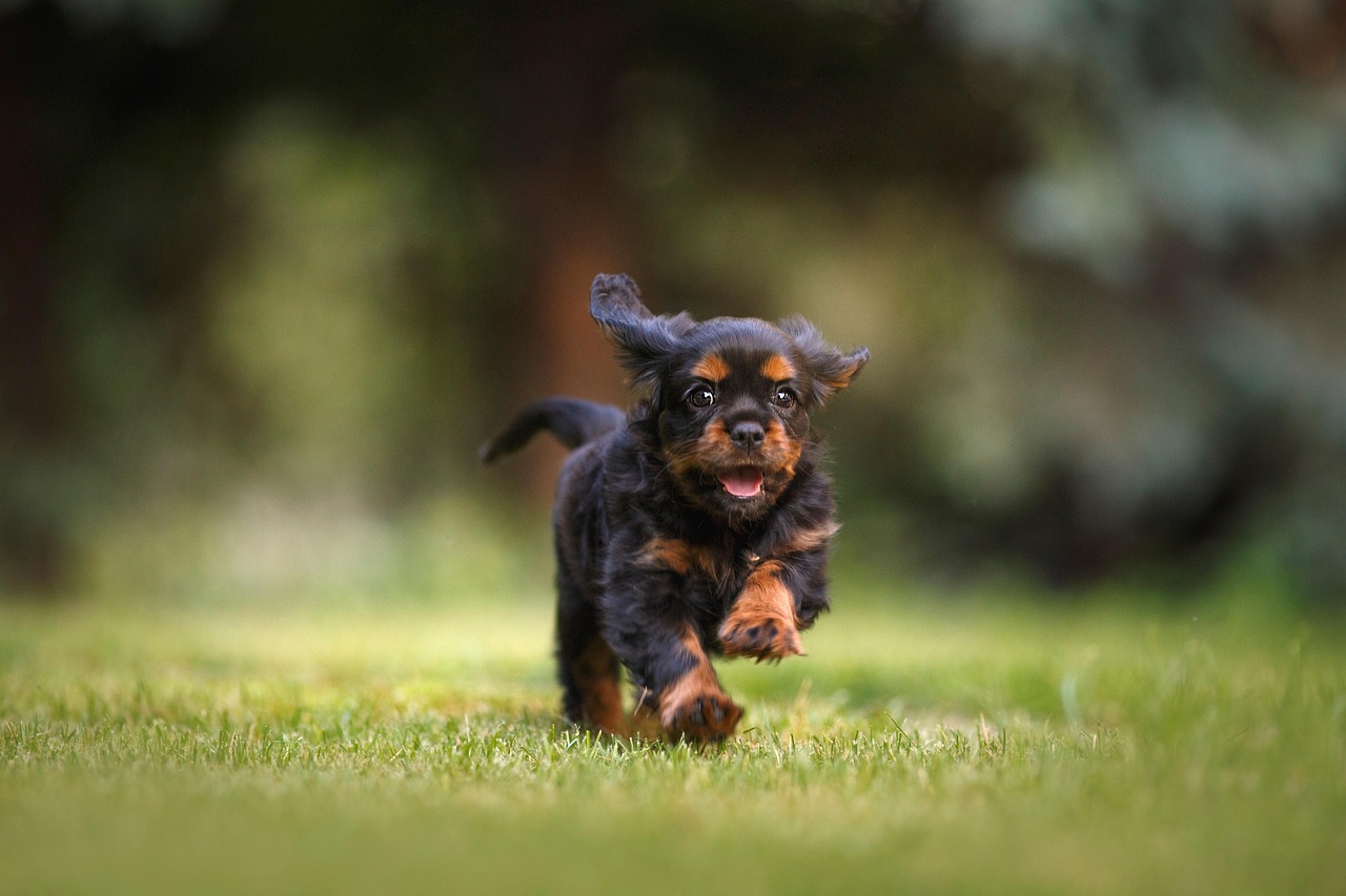 Puppy Training – Image 1