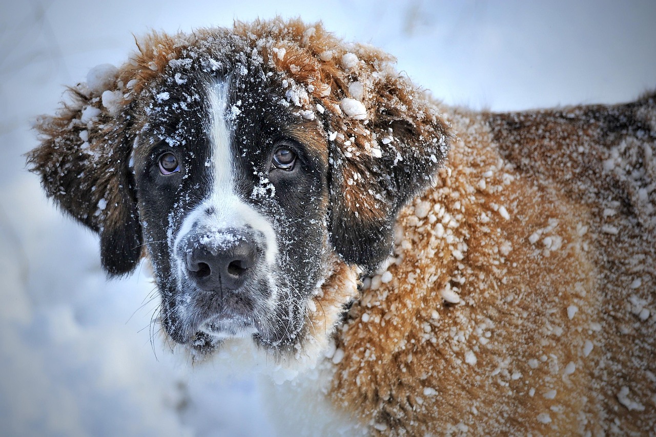 Dog Health & Nutrition – Image 3