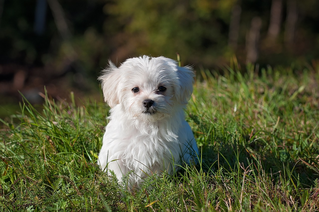 Dog Health & Nutrition – Image 3