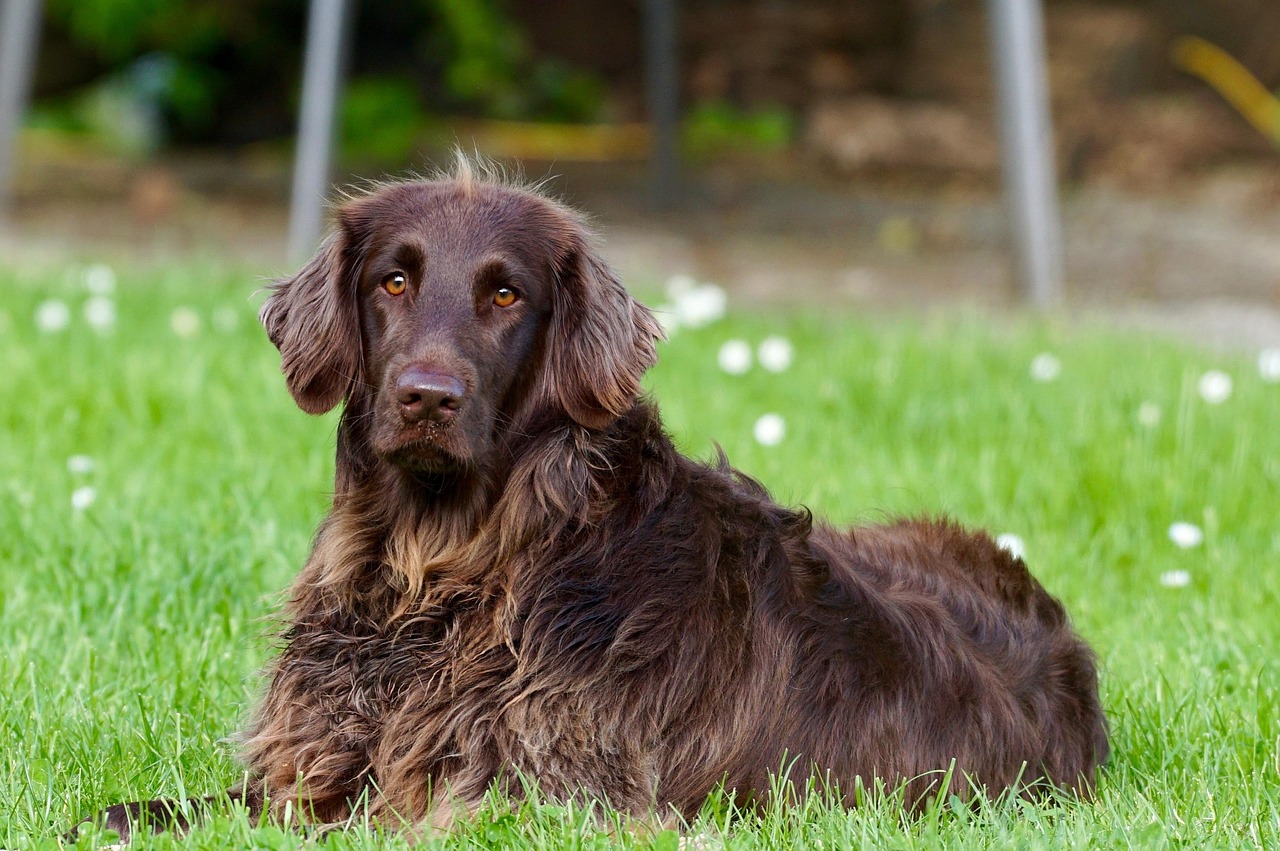 Dog Health & Nutrition – Image 3