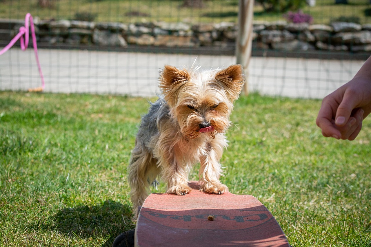 Dog Health & Nutrition – Image 2