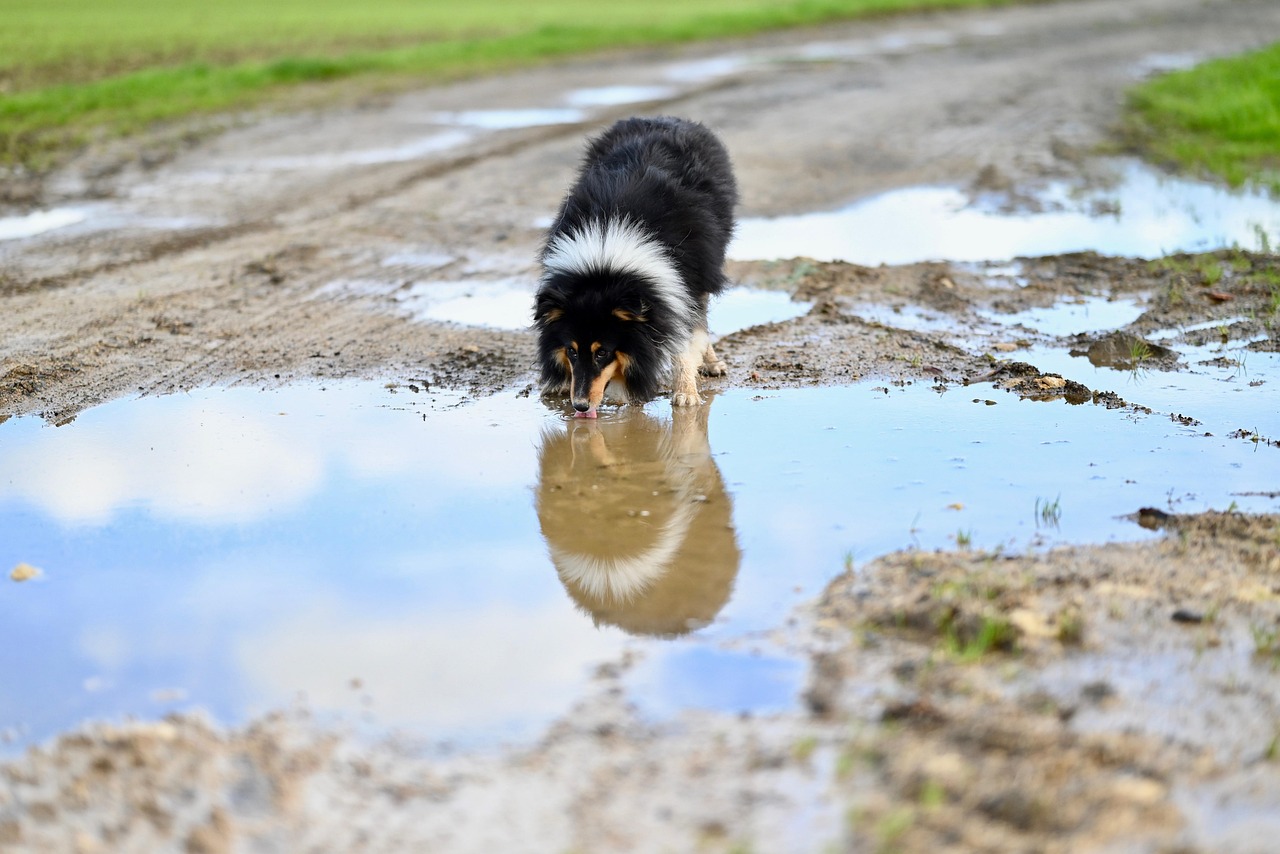 Puppy Training – Image 3