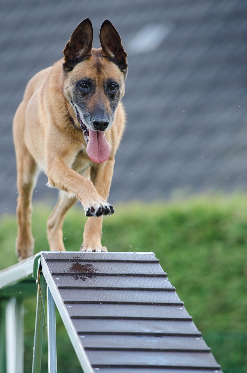 Dog Health & Nutrition – Image 2