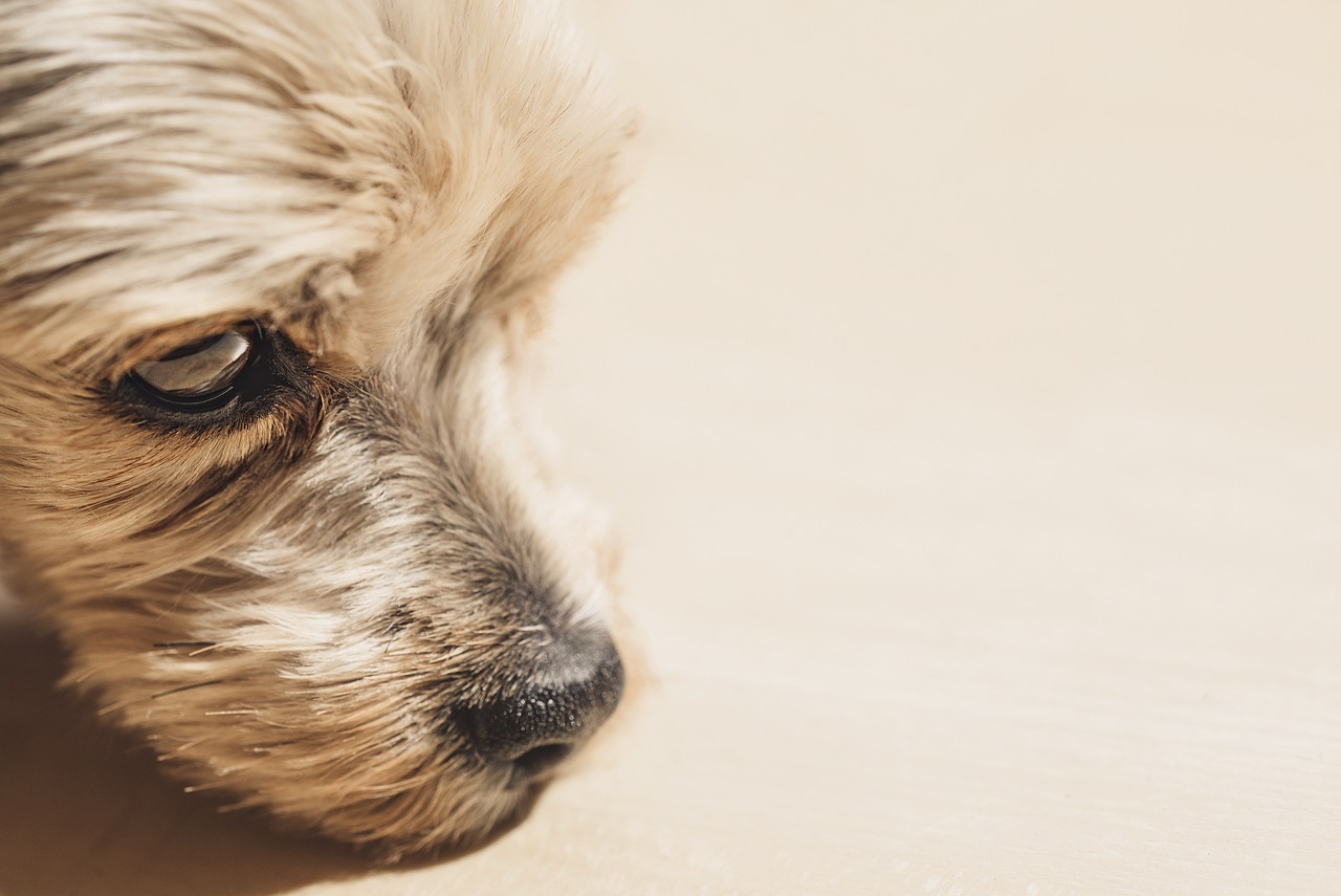 Puppy Training – Image 3