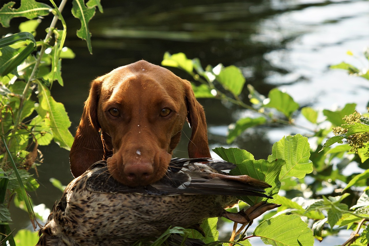 Dog Health & Nutrition – Image 3
