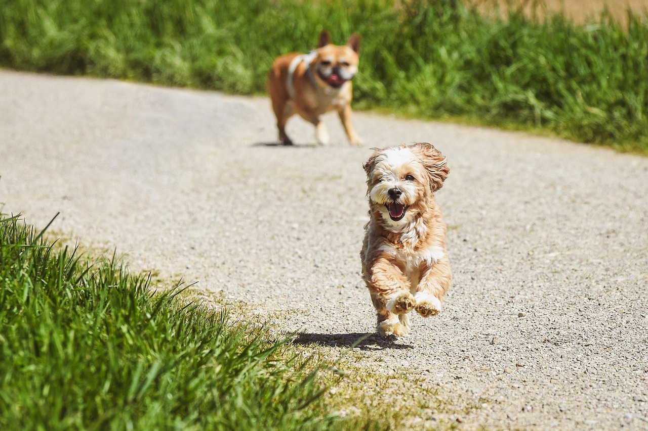 Advanced Dog Training – Image 2